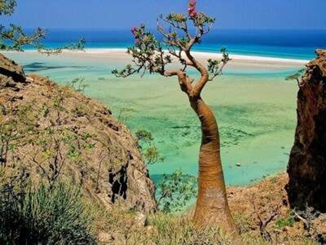 Đảo Socotra, Yemen: Hòn đảo này có nhiều kỷ lục với hơn 300 loài thực vật, 27 loài bò sát và 6 loài chim hầu hết đều rất quý hiếm.&nbsp;
