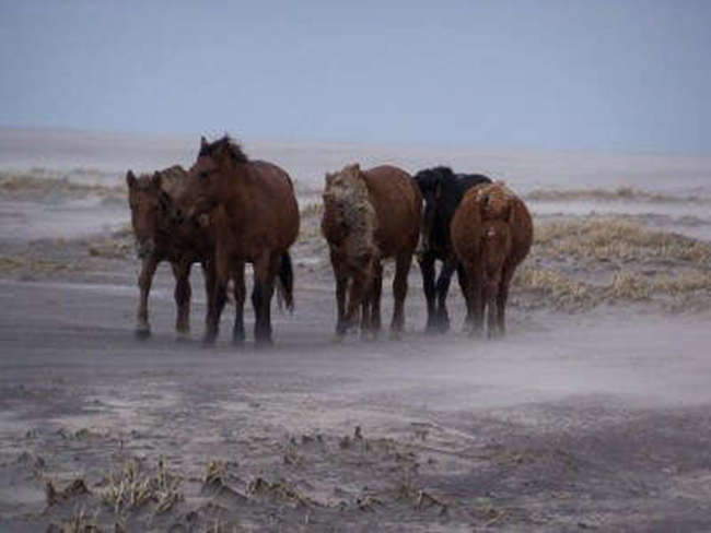 Đảo Sable, Nova Scotia: Còn được gọi là “Nghĩa địa của Đại Tây Dương”, đảo Sable là nơi lưu giữ rất nhiều xác tàu đắm cùng hàng trăm con ngựa hoang. Vẻ đẹp kỳ lạ của hơn 490 con tàu đắm tô điểm cho hòn đảo trong khi những con ngựa hoang đang phi nước đại chắc chắn cực kỳ ấn tượng với du khách.
