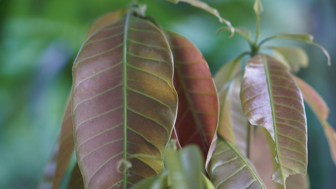 Không ngờ loại lá cây thân thuộc này lại có công dụng chữa bệnh tuyệt vời đến thế - 4