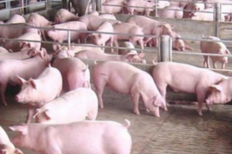 Giá lợn hơi ở mức thấp trong khi các công ty thực phẩm vẫn bán giá cao ngất ngưởng
