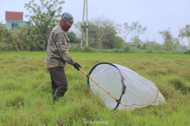 Anh Vượng làm nghề săn cào cào nhiều năm nay. Đây được xem là thu nhập chính của gia đình. Anh Vượng tay cầm vợt, quay trái, phải rất điêu luyện đi khắp các cánh đồng để bắt cào cào.