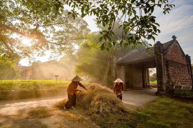 Sau mùa gặt, rơm khô trải khắp đường làng - Ảnh: Nina May