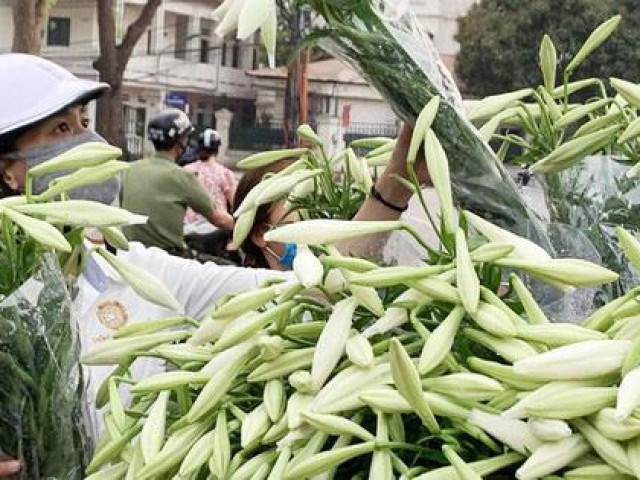 Hoa loa kèn đầu mùa, giá thành khá cao nhưng chị em Hà thành vẫn tấp nập đặt mua