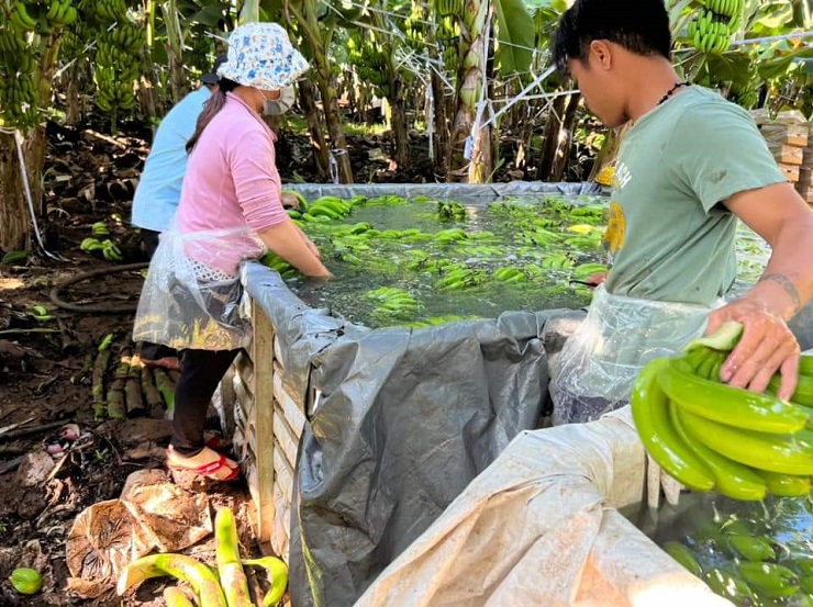 Nhiều doanh nghiệp làm chuối tiêu xuất khẩu đang bị thua lỗ hàng tỷ đồng do ùn ứ cửa khẩu.