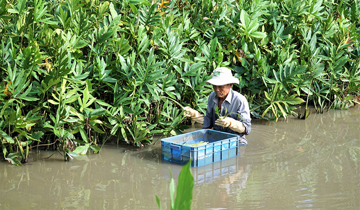 Bình quân mỗi năm ông thu được khoảng 250 triệu đồng. Khi thu hoạch móp gai chỉ lấy cọng non, mỗi cọng dài 30-40cm
