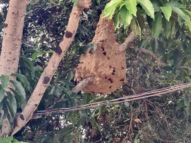 1 tuyến đường Sài Gòn, phát hiện hơn 10 tổ ong vò vẽ