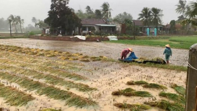 Nhiều diện tích lúa đến mùa thu hoạch của người dân ở huyện Phù Mỹ bị ngập nước, hư hỏng