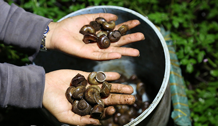 Phải đến mùa mưa, ốc mới bò ra ngoài tìm kiếm thức ăn và sinh sản. Những tháng còn lại chúng vùi mình dưới đất, trong các khe đá hoặc các lớp lá dày nên rất khó bắt
