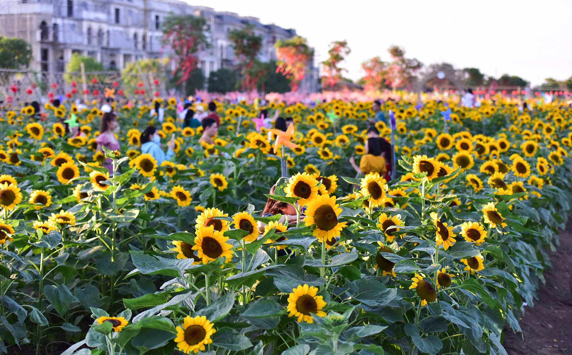 Khoảng một tuần nay, vườn hoa hướng dương thuộc phường Hiệp Bình Phước, TP Thủ Đức, TP.HCM đang gây sốt khi thu hút rất đông người dân và du khách tới check in, chụp hình.