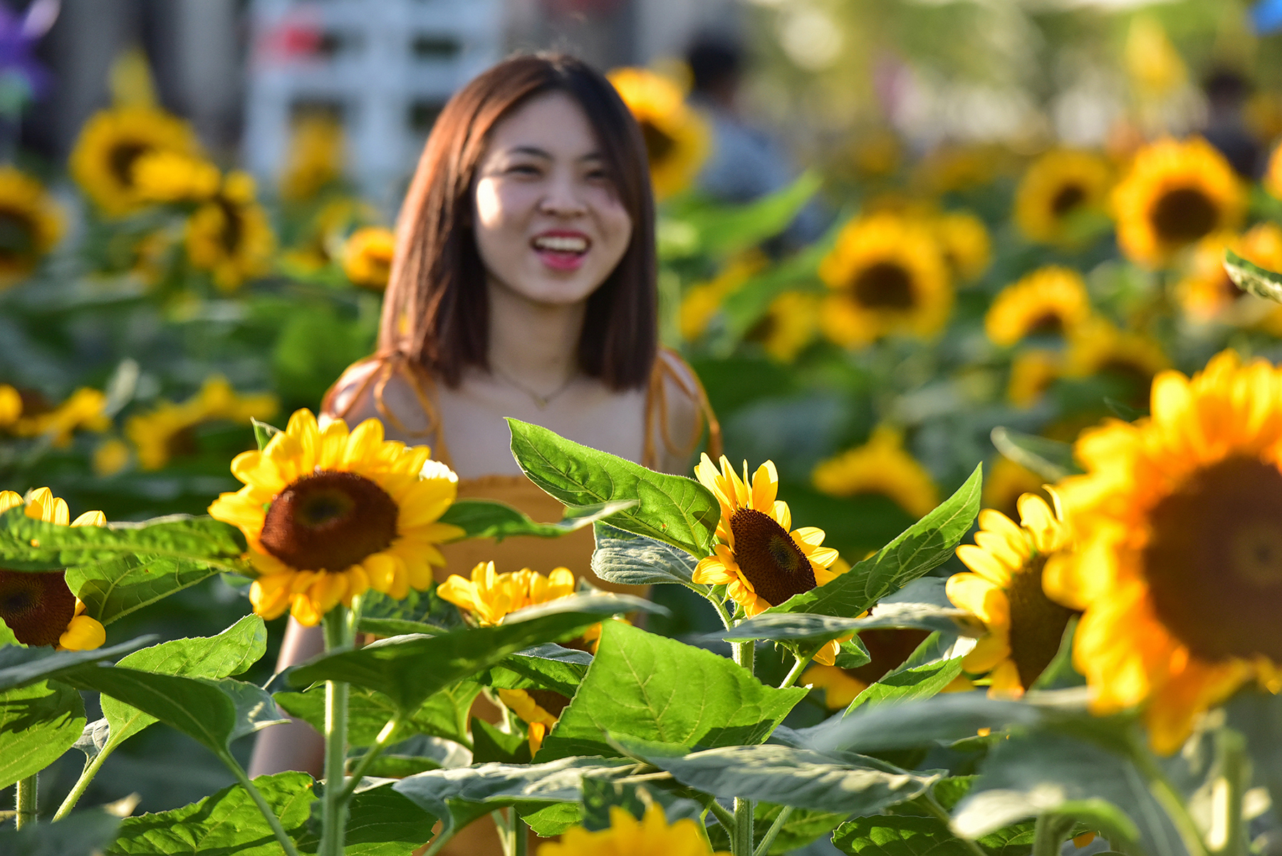 Ánh nắng vào cuối chiều làm cho những bông hoa hướng dương thêm rực rỡ hơn. “Chúng em biết vườn hoa này mấy hôm rồi nhưng căn vào thời điểm nở đẹp và đều nhất là hôm nay, cũng là ngày đầu năm chọn &nbsp;tới đây vui chơi, chụp hình cho thoả thích luôn”, Hoàng Anh, ngụ quận Tân Bình cho hay.