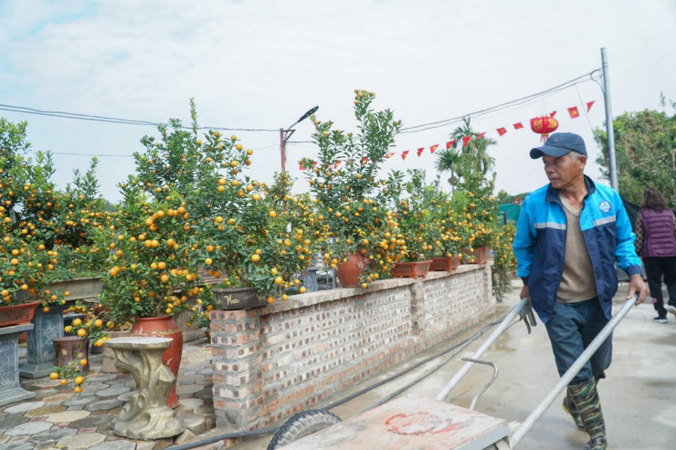 Ông Trần Luận chủ vườn Hoàng Gia, phường Tứ Liên, quận Tây Hồ cho biết, ngày bình thường gia đình ông cũng duy trì 4 – 5 người làm. Vào dịp cuối năm phải thuê thêm người làm mới kịp chăm sóc và vận chuyển cho khách.