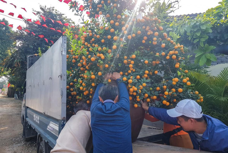 Nhiều người làm thuê chia sẻ, nếu cố gắng tận dụng thời gian, có người kiếm được vài chục triệu đồng chỉ trong một tháng cuối năm nhờ vào việc đánh chuyển đào, quất thuê.