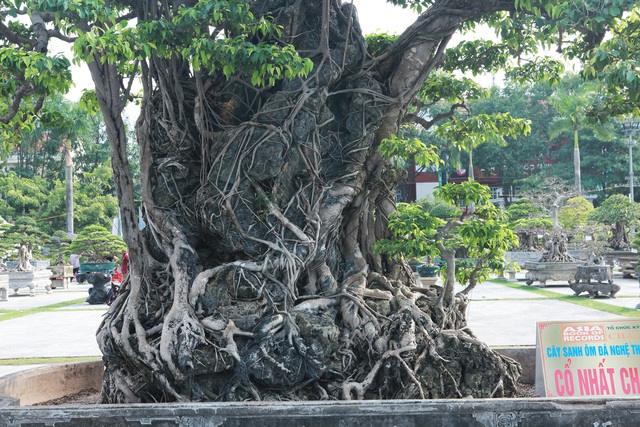 “Mộc thạch nghênh phong” là một tác phẩm cây cảnh nghệ thuật thuộc dòng cây sanh cổ xuất hiện lần đầu tiên tại Triển lãm Sinh Vật Cảnh Việt Nam chào mừng Đại lễ 1.000 năm Thăng Long - Hà Nội.