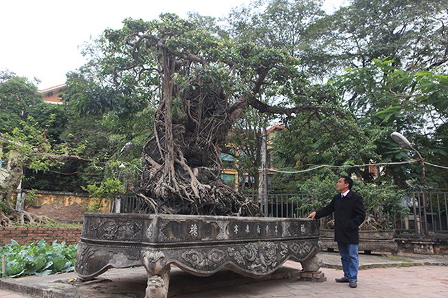 Chiêm ngưỡng cây sanh cổ, đại gia đổi 8 lô đất Hà Nội mà chủ nhân không bán - 8