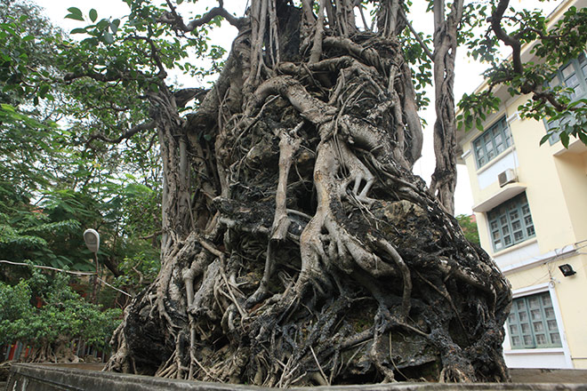 Dấu tích này cho thấy, rất có thể ban đầu đây là một cây sanh được dùng để ký vào hòn non bộ. Lâu ngày phần rễ đã phát triển dần và đến ngày nay gần như đã "nuốt trọn" hòn non bộ, thành cây sanh ôm đá nghệ thuật rất độc đáo