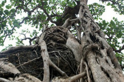 Chiêm ngưỡng cây sanh cổ, đại gia đổi 8 lô đất Hà Nội mà chủ nhân không bán