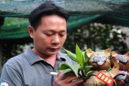 Làm cây bonsai hình lạ, ”bay” ngay gần 400 chậu khi vừa mở bán