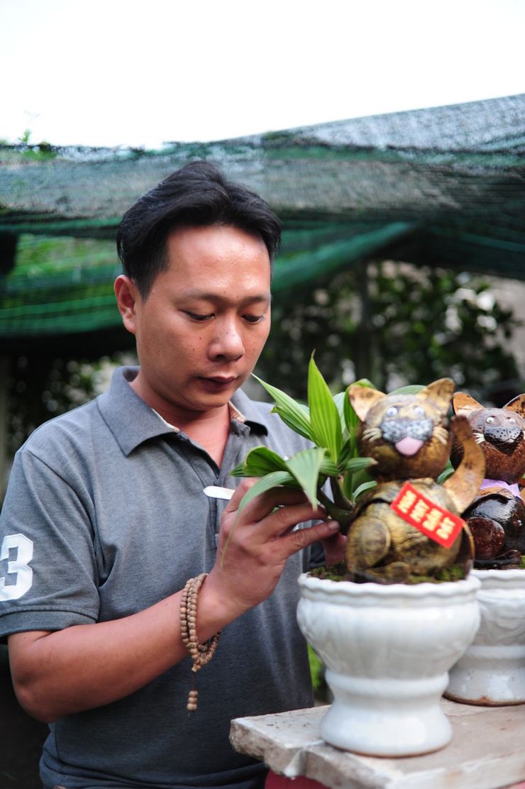 Anh Quân sáng tạo hình thù mới cho các chậu dừa bonsai nhà mình.