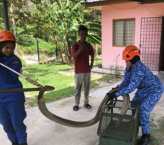 Con rắn hổ mang chúa dài 5m mò vào nhà bị khuất phục. Ảnh: APM