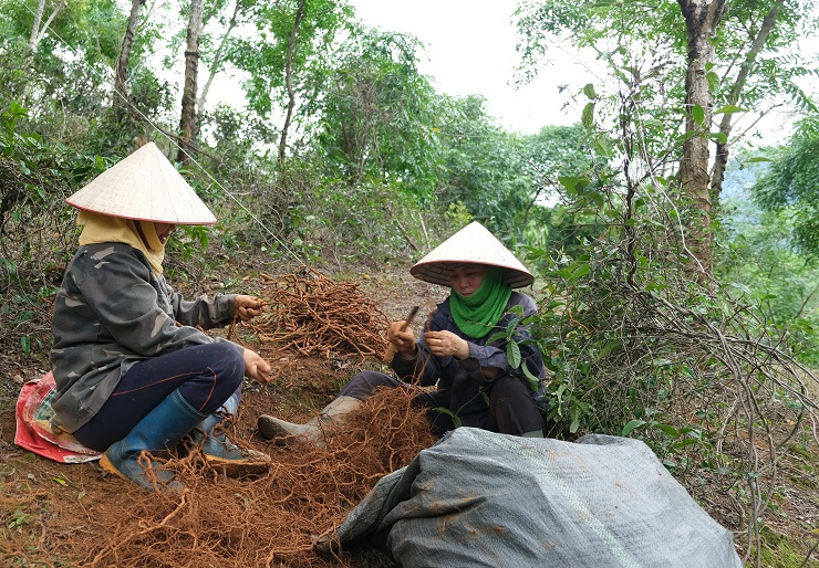 Củ ba kích được cắt bỏ những rễ nhỏ và bán cho khách với giá 130 nghìn đồng/kg. (Ảnh: Xuân Dư).