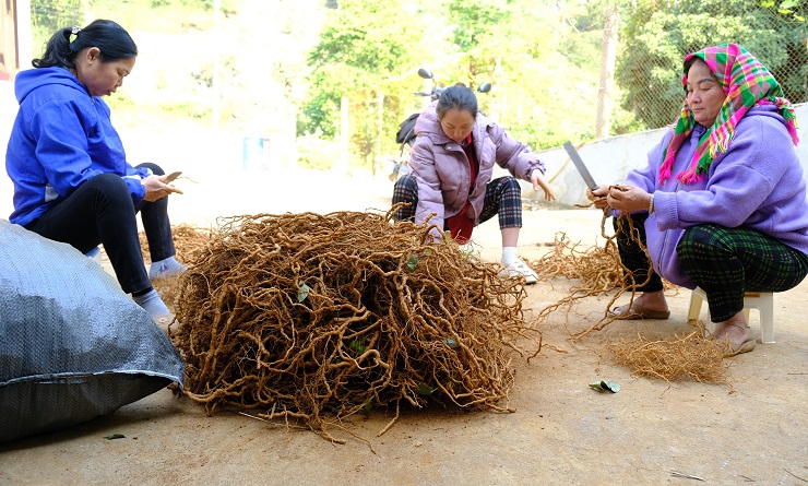 Trung bình gần 15kg củ ba kích tươi mới nấu được 1kg cao ba kích thành phẩm. (Ảnh: Xuân Dư).