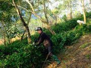 Thị trường - Tiêu dùng - Trồng loại cây “đại bổ” trên vùng đất khó, lão nông Hà Giang thu cả tỷ đồng/vụ