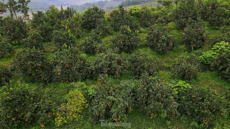 Huyện Hương Sơn, Vũ Quang (Hà Tĩnh) là hai địa bàn trồng nhiều diện tích cam bù, cam chanh nhất tỉnh. Hiện tại mùa quả đặc sản này đang vào vụ thu hoạch.
