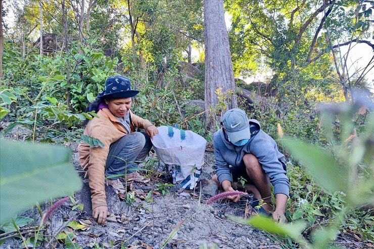 Trước đây, hạt kơ nia được xem là thứ ăn vặt &#34;cứu đói&#34;, những đứa trẻ nơi đây thường hay nhặt những quả kơ nia chín rụng ở dưới gốc, dùng đá đập dập, bóc bỏ phần thịt quả, tách vỏ hạt và nhấm nháp phần nhân trắng bên trong, rất thơm và bùi
