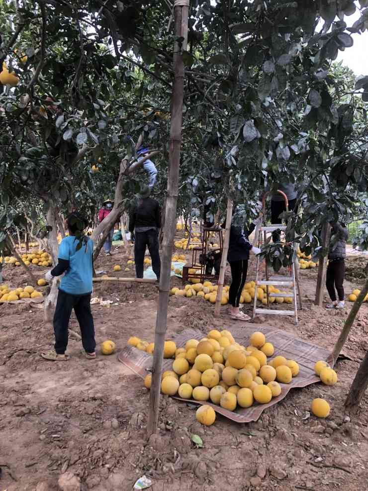 Hiện các nhà vườn tại phường Phú Diễn (Bắc Từ Liêm, Hà Nội) đang tất bật thu hoạch bưởi Diễn để chuẩn bị cắt tỉa cành, lá, tái tạo đất trồng, thổ nhưỡng để sẵn sàng một mùa vụ mới.