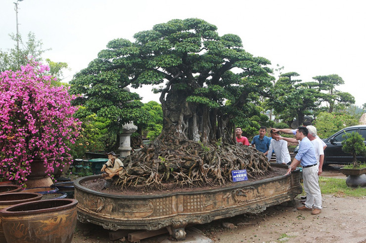 Hiện tại, tác phẩm sanh cổ "Cửu long tranh châu" trồng trong chậu có bộ rễ với chu vi 9,1m; dài 3,7m; ngang 2m và cao 1,9m; riêng chiều cao bộ rễ là 0,55m. Chiều cao cây là 3,2m. Nếu tính cả chậu, tổng chiều cao lên đến 3,7m.