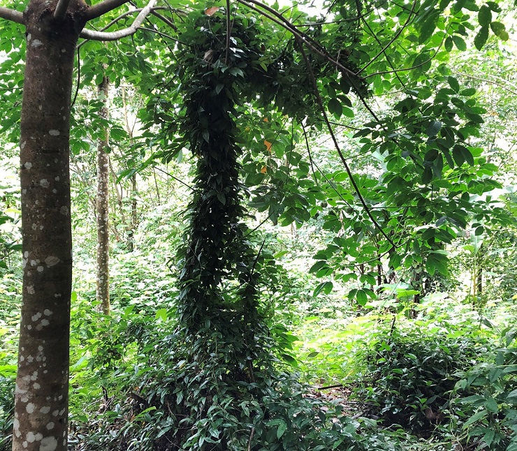 Loại cây này thường mọc hoang ở một số nơi thuộc các tỉnh miền núi phía Bắc như Quảng Ninh, Thái Nguyên, Phú Thọ, Yên Bái, Sơn La….
