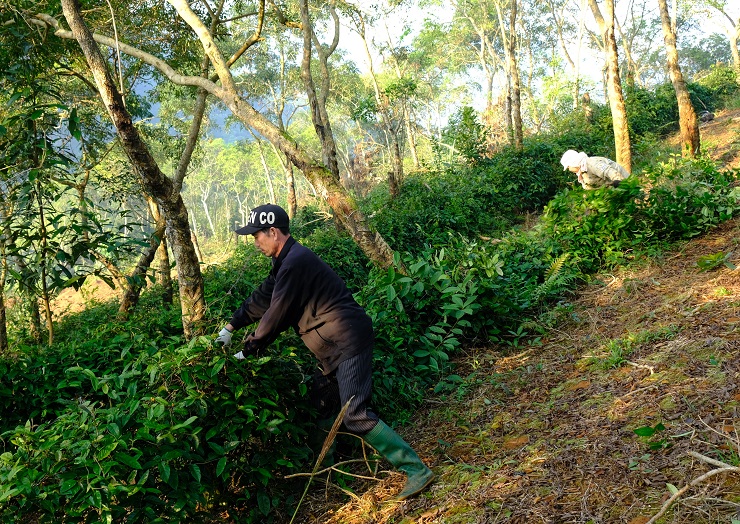 Đơn cử như gia đình ông Phạm Văn Sơn ở Vị Xuyên (Hà Giang) đã trồng 3ha ba kích, thu hơn 10 tấn củ, bán được cả tỷ đồng. (Ảnh: Xuân Dư).
