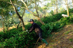 Trồng loại cây “đại bổ” trên vùng đất khó, lão nông Hà Giang thu cả tỷ đồng/vụ