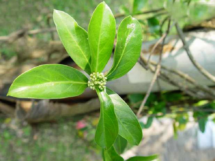 Chúng thuộc loại dây leo lâu năm, thân non có màu tím, cành non có cạnh, lá mọc đối, dày và cứng, cuống ngắn màu xanh lục.
