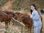 Thời trang - Đi dắt bò, nàng hậu quê Thanh Hoá mặc giản dị vẫn đẹp rạng ngời