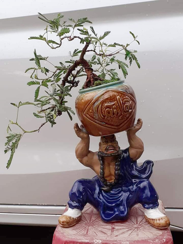 Bonsai hoa trinh nữ thành phẩm cũng tùy vào kích thước, thế, dáng, độ hiếm mà được người chơi định giá cao thấp khác nhau. Thông thường, chúng được rao bán từ vài triệu đồng/cây.&nbsp;
