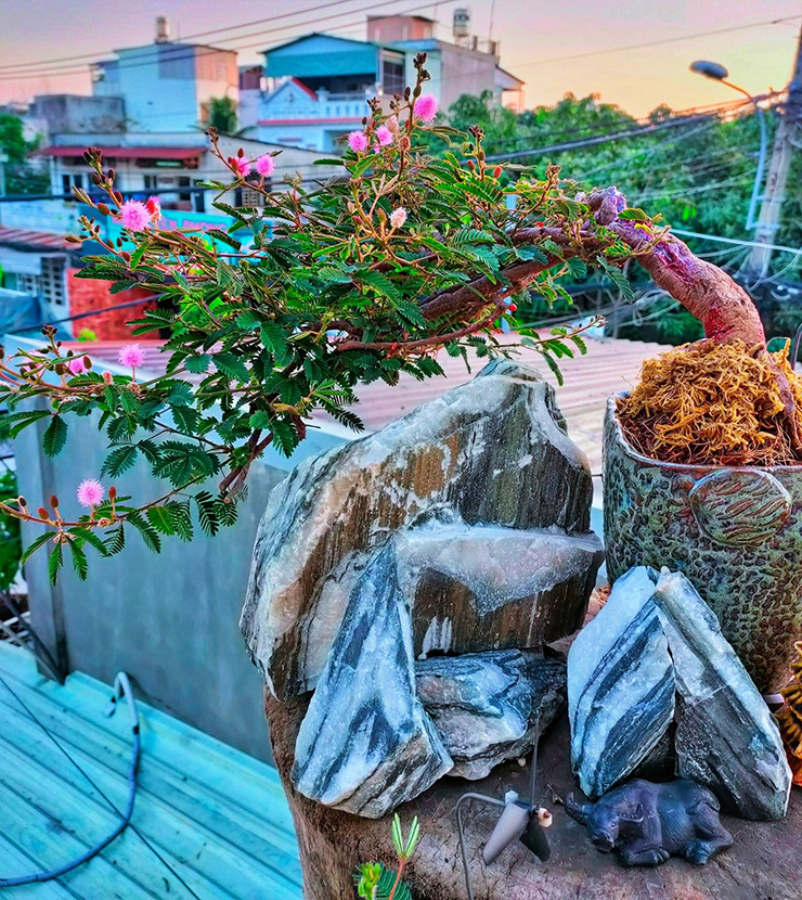 Trong đó, bonsai hoa trinh nữ đang được giới chơi cây săn đón
