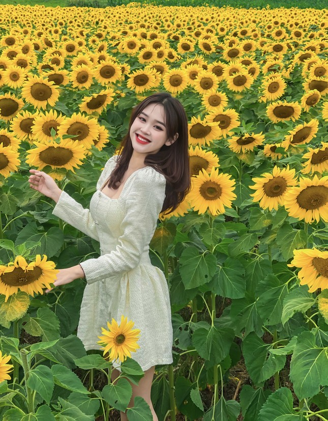 Nữ sinh Đại học Vinh khoe bộ ảnh trên cánh đồng Hoa Hướng Dương rực rỡ - hình ảnh 3