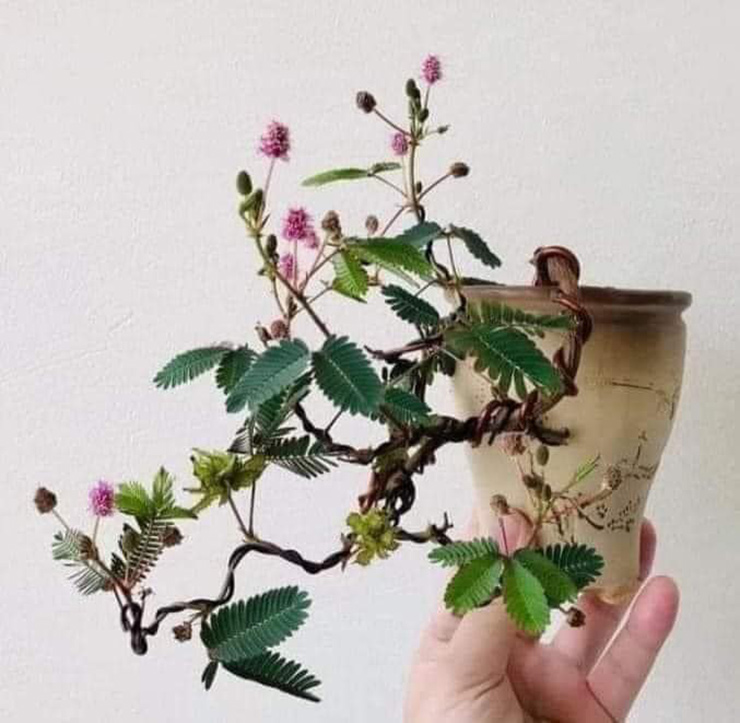 Loại bonsai này được một số người chơi săn lùng mua về trồng, chăm sóc chỉ bởi cái tên đầy gợi cảm của nó.

