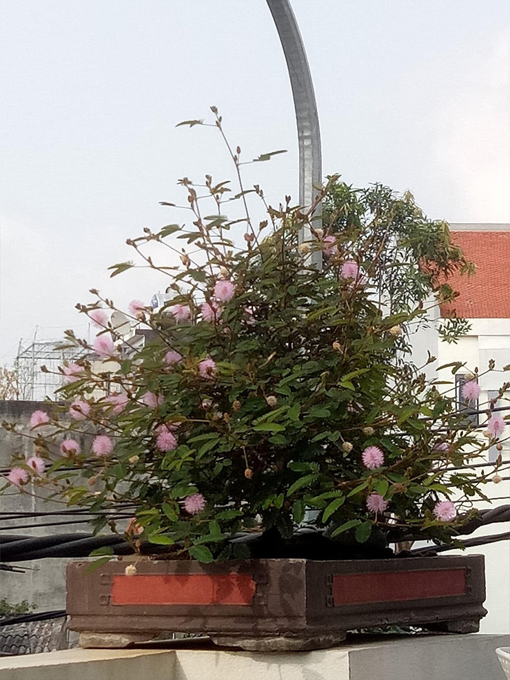 Trên các diễn đàn, mạng xã hội, xuất hiện nhiều hội, nhóm bonsai hoa trinh nữ. Đây trở thành nơi giao lưu, chia sẻ, buôn cây hoa trinh nữ đi khắp các vùng miền
