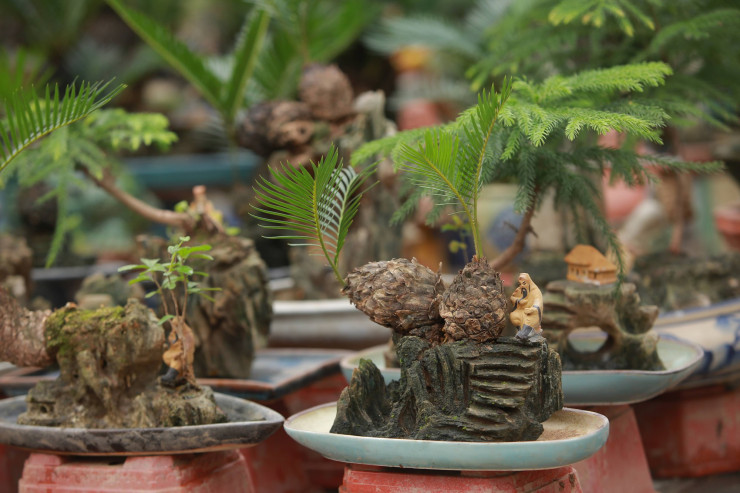 Ghi nhận của phóng viên cho thấy, có rất nhiều chậu cây vạn tuế bonsai có dáng dấp nhỏ nhắn, kỳ lạ đang được rao bán gần 2 triệu đồng đến gần 30 triệu đồng/chậu.