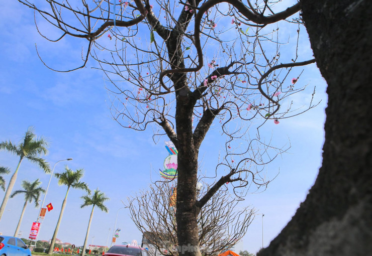 "Hiện nay chúng tôi đưa về bán tại đây hơn 15 gốc, nhưng nay đã bán được 5 gốc. Sắp tới còn lấy thêm một số loại hoa khác về bán cùng. Những gốc đào ở đây có tuổi đời hàng chục năm tuổi, dáng đẹp, lạ mắt nên được nhiều cơ quan đơn vị và đại gia đặt mua", anh Lê Đình Quốc cho hay.