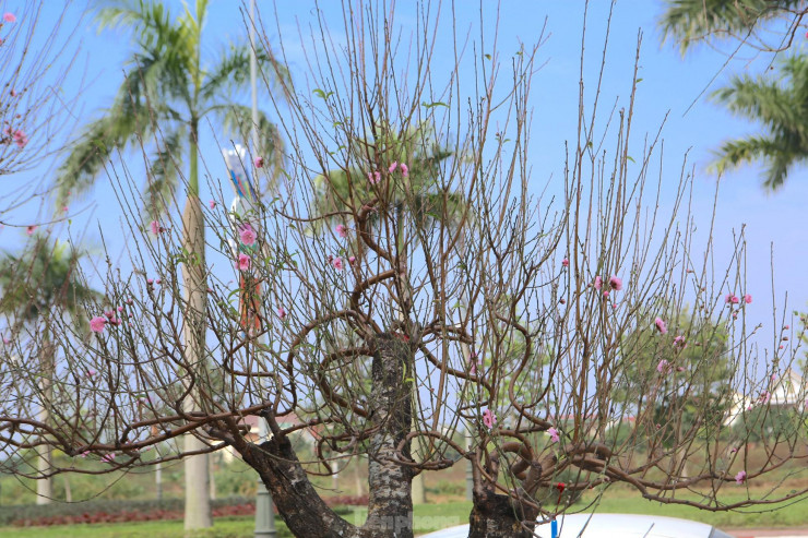 Đào vẫn trong giai đoạn dưỡng nụ, ra hoa. Theo tính toán của người bán ở đây thì khoảng một tuần nữa hoa nở sẽ đẹp.