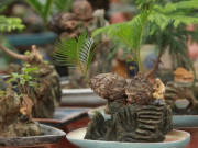 Thị trường - Tiêu dùng - Vạn tuế mini bonsai 20 năm tuổi xuống phố, phục vụ người chơi Tết Quý Mão 2023