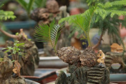 Vạn tuế mini bonsai 20 năm tuổi xuống phố, phục vụ người chơi Tết Quý Mão 2023