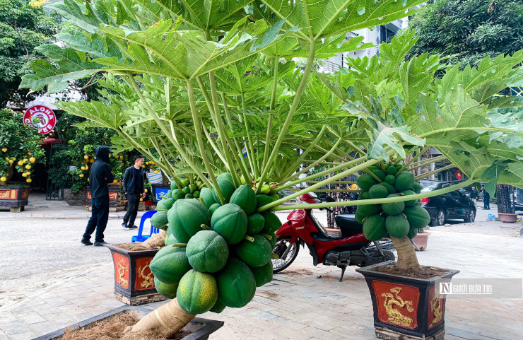 Để tung ra thị trường, những chậu đu đủ bonsai sẽ đáp ứng đầy đủ các yếu tố như: Thế cây đẹp; đủ hoa nở; quả to và đều; lá xanh đẹp và có lá lộc...