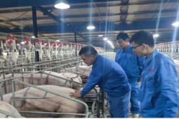 ”Tỷ phú nuôi lợn” từng tặng siêu xe cho nhân viên bỗng chốc trắng tay vì sai lầm nghiêm trọng