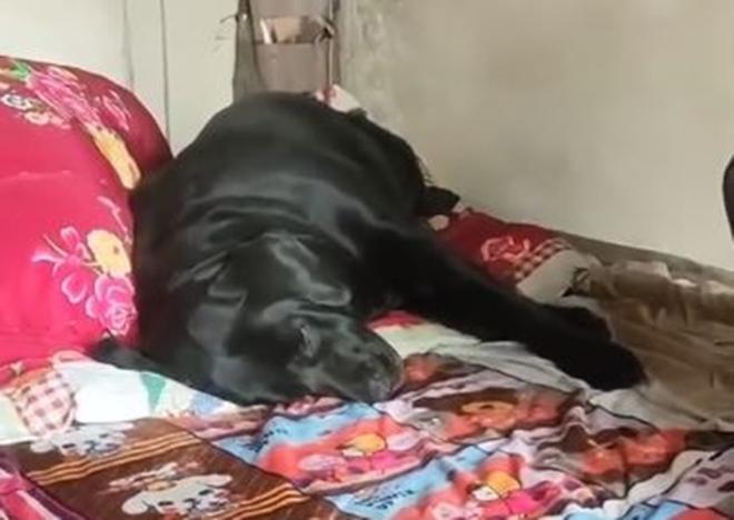 Chú chó không chịu ăn uống, chỉ nằm khóc trên giường của người chủ mới qua đời - hình ảnh 1