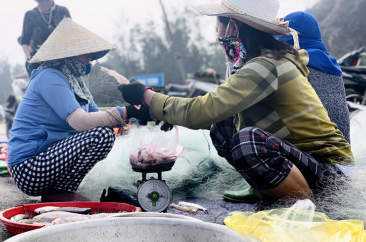 Đến mùa, thương lái thu mua cá cháo nhập cho nhà hàng, khách sạn, bán ở thành phố với giá lên tới 250.000 đồng/kg
