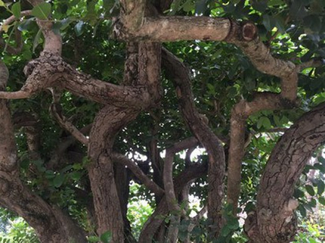 Siêu cây độc nhất Việt Nam, đại gia trả giá số tiền khủng chủ nhân vẫn lắc đầu không bán